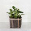 6" Marble Peperomia + Charcoal Planter Basket
