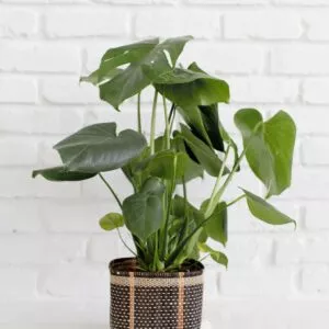6" Monstera Split Leaf + Charcoal Planter Basket