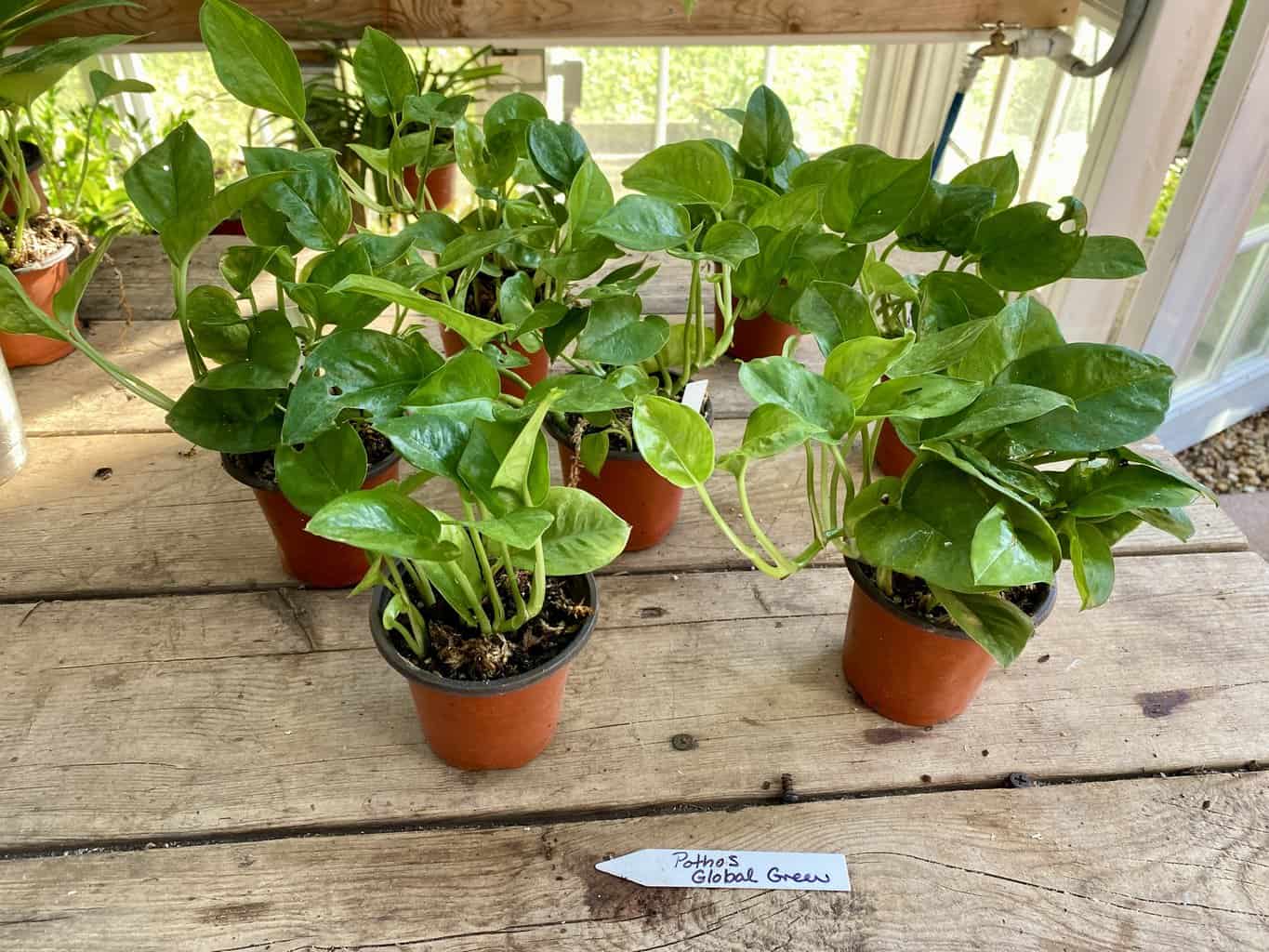Pothos or Devil&#8217;s Ivy Global Green 3 Pot Live Plant, Plantly