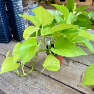 Pothos or Devil's Ivy Neon 3 Inch Pot Live Plant