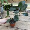 Peperomia Thailand Peperomia Obtusifolia Plant 3 Inch Pot Live Pl