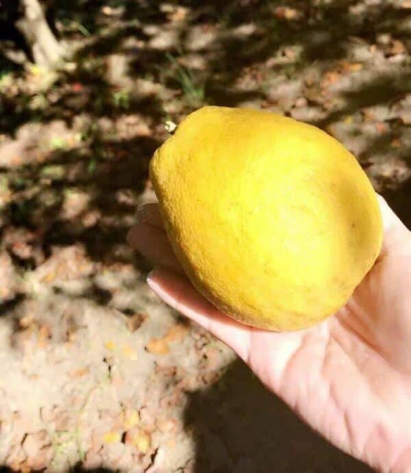 Ichang Lemon Tree &#8211; Grow lemons in NC!, Plantly