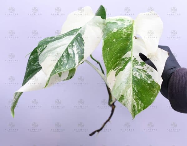 Monstera Albo Borsigiana &#8220;White Tiger&#8221; Lineage Rooted Plant, Plantly