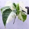 Monstera Albo Borsigiana "White Tiger" Lineage Rooted Plant