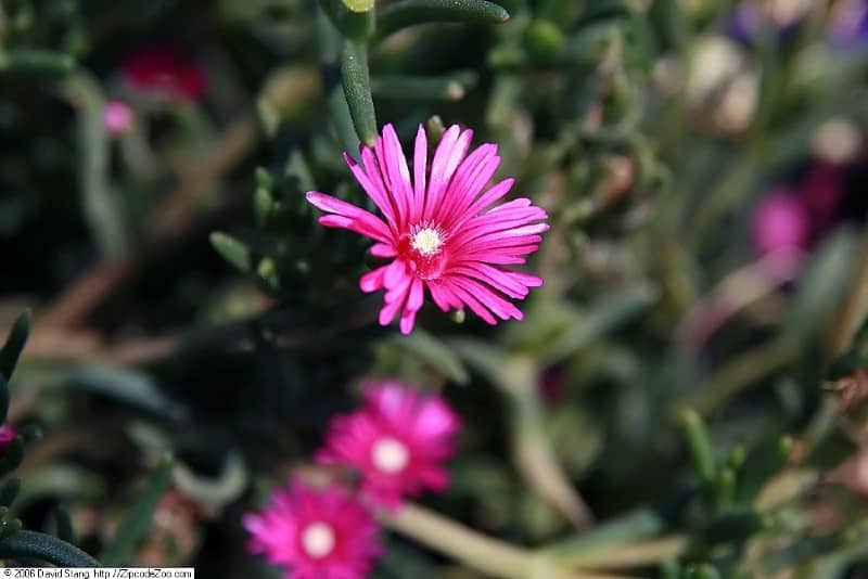 Delosperma cooperi lighting