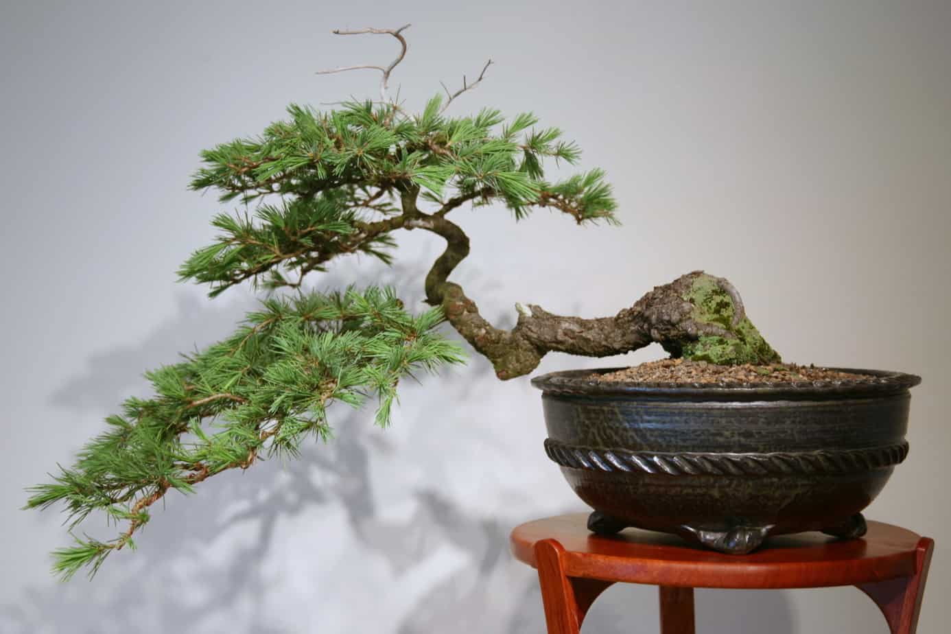 Cedar bonsai tree