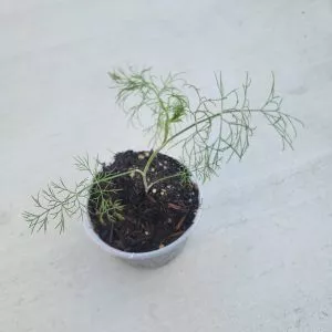 Live Dill Plant