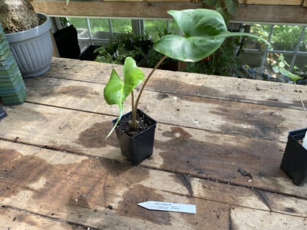 Alocasia or Elephant Ear Sting Ray 2.5 Inch Tall Pot Live Starter Plant, Plantly