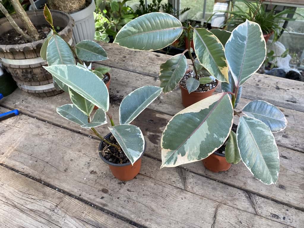 Ficus Elastica or Rubber Plant Ruby Pink 2.5 Inch Tall Pot Live Plant, Plantly