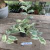 Ficus Sagittata Trailing Variegated 2.5 Inch Tall Pot Live Plant