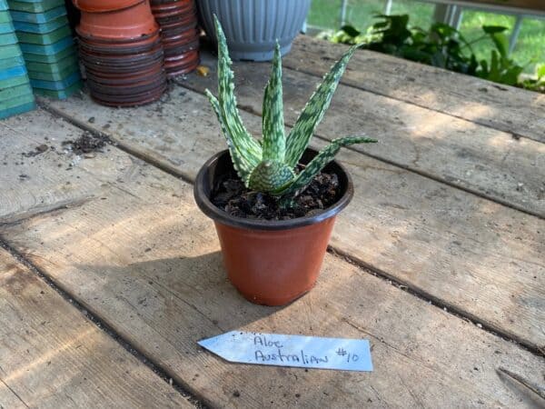 Aloe Australian Hybrid 3 Inch Pot Live Plant No10, Plantly