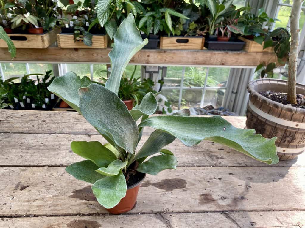 Fern Staghorn For Sale Online Plantly