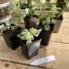 English Ivy Hedera Mint Kolibri 2.5 Inch Tall Pot Starter Plant