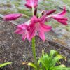 Ellen Bosanquet Crinum Lily plant/bulb
