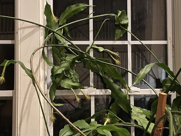 Queen of the Night &#8211; Night Blooming Cereus, Plantly