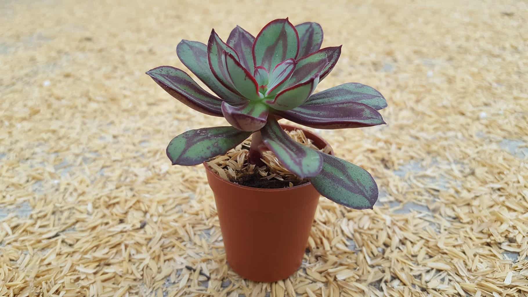 Echeveria nodulosa