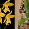 Easy to grow | Mounted Brassavola orchid | Live orchids | Indoor live plants | Topical life | Rare houseplants