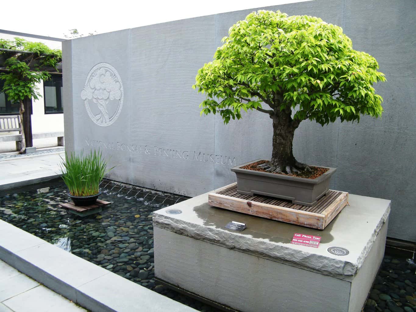 national bonsai and penjing museum