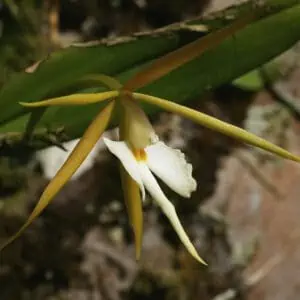 Epidendrum nocturnum Jacq. Night Fragrant Orchid 4" Pot