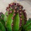 Cactus - Euphorbia polygona var. anoplia milk barrel