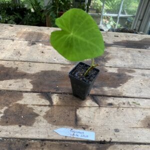Alocasia Polly Plant Care, Plantly