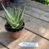 Aloe Australian Hybrid 3 Inch Pot Live Plant No1