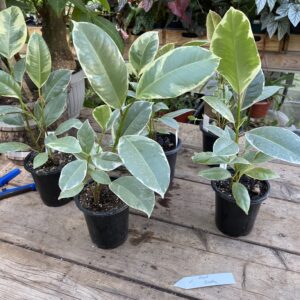 Ficus Elastica or Rubber Plant Tineke 2.5 Inch Tall Pot Live Plant