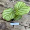 Calathea Orbifolia 2.5 Inch Tall Pot Live Starter Plant