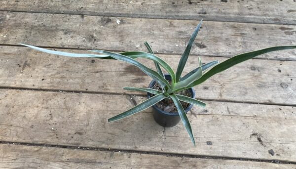 Bromeliad Pineapple Juicy Variegated 4 inch pot Live Starter Plant, Plantly