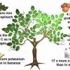 Moringa Tree “miracle tree”