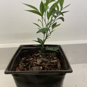 GRAFTED Thomasville Citrangequat -- cold hardy citrus (to Zone 7a, 5F) -- fruits in 2-4 years