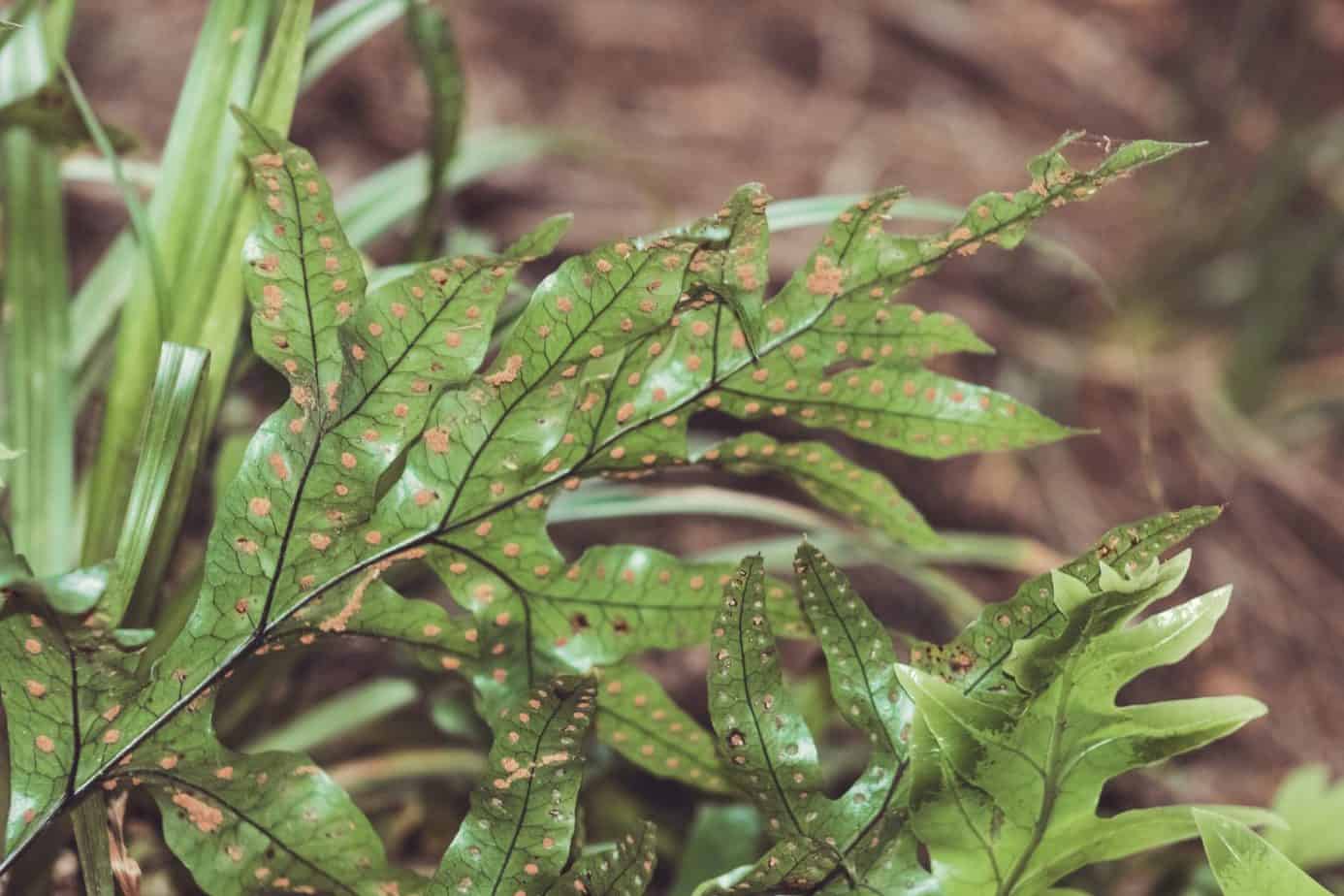 Kangaroo Paw Fern Plant Care Guide Plantly