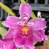 Okika Flower: Captivating Fragrance & Visual Splendor