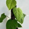 Philodendron sp Fuzzy Petiole Aroid Full Starter in Pot Easy to G