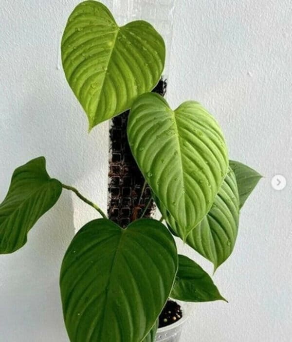 Philodendron sp Fuzzy Petiole Aroid Full Starter in Pot Easy to G