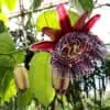 2-Passiflora quadrangularis-Passiflora Starter Plants