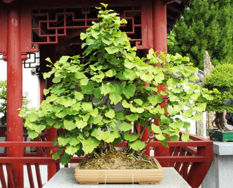 gingko bonsai tree