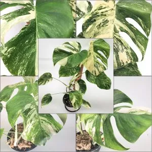 Monstera Albo Variegated Borsigiana - Rooted top - Super Healthy