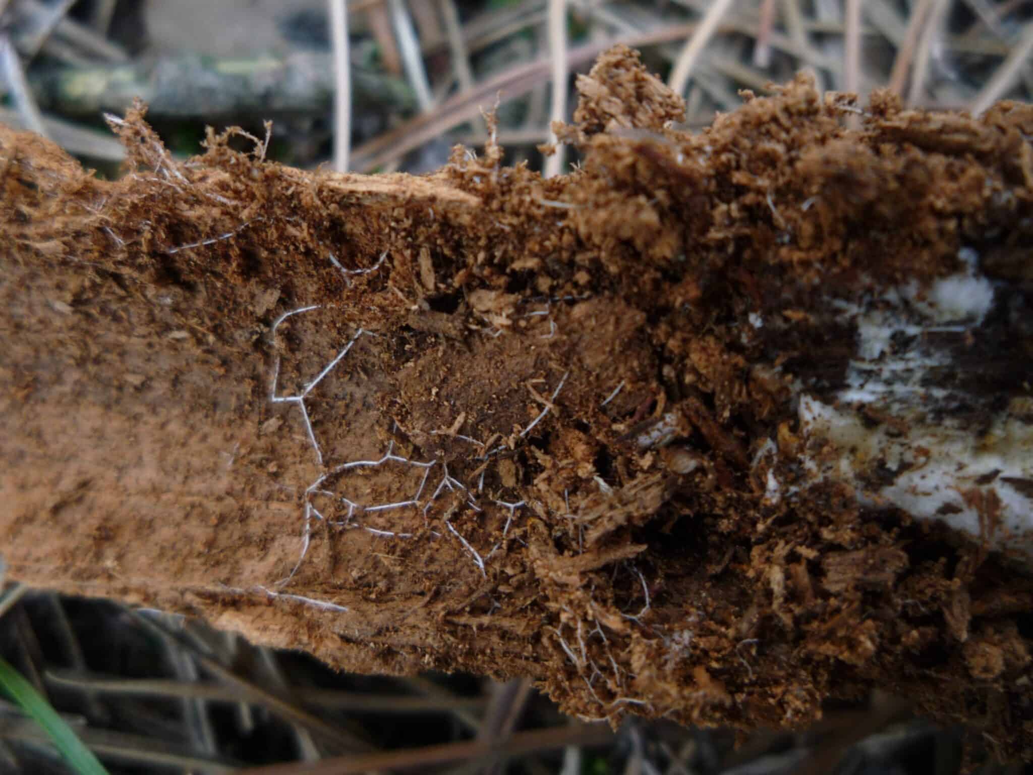 Mycelium Fungi Plant Care Plantly