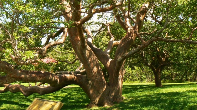 Gumbo-Limbo Tree