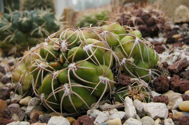 spider cactus