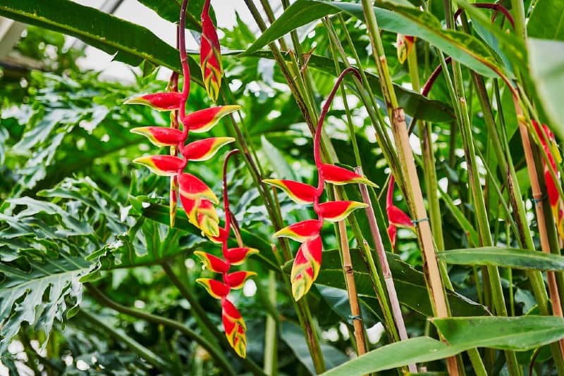 Heliconia: How to Grow and Care for Heliconias Indoors