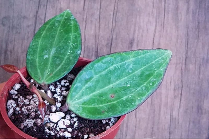 hoya macrophylla plant