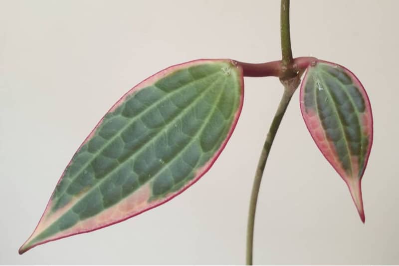 hoya macrophylla variegata