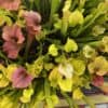 Carnivorous- Sarracenia Spring-Fall Trumpet Pitcher Plants