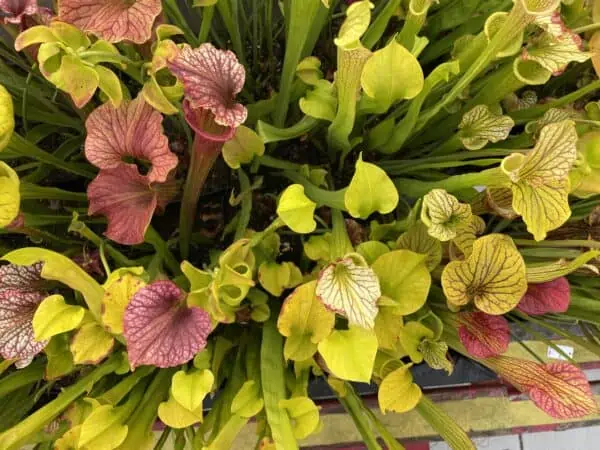 Carnivorous- Sarracenia rhizomes *Winter Special* trumpet pitcher plants