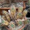 Cactus Succulent- Euphorbia ferox -milk barrel