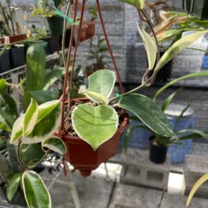 Hoya carnosa variegata 'Tricolor'