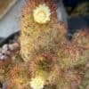 Cactus - Mammillaria elongata "Copper King" miniature