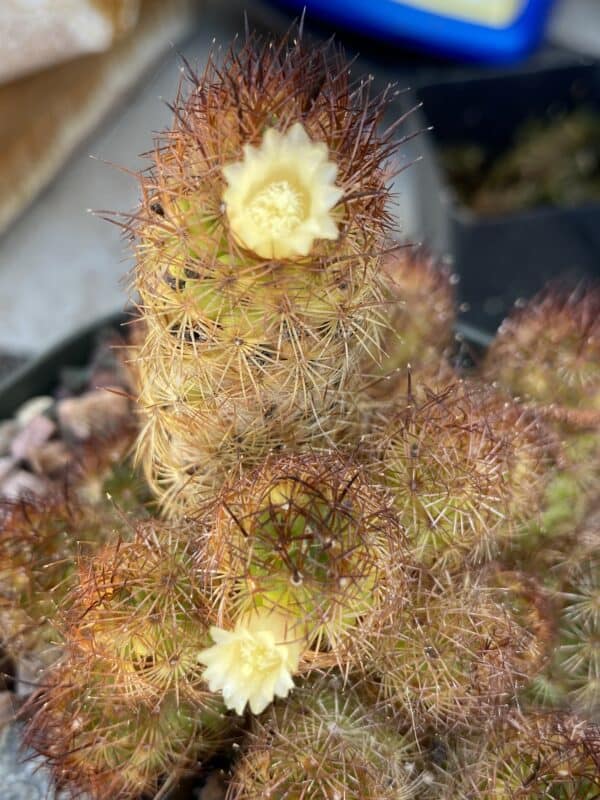 Cactus – Mammillaria elongata “Copper King” miniature